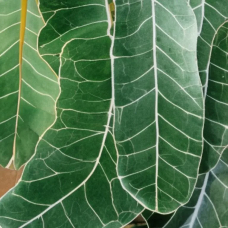 Dlaczego liście eukaliptusa zwrócone są krawędziami w stronę słońca