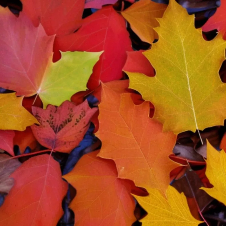 Proces dlaczego liście zmieniają kolor